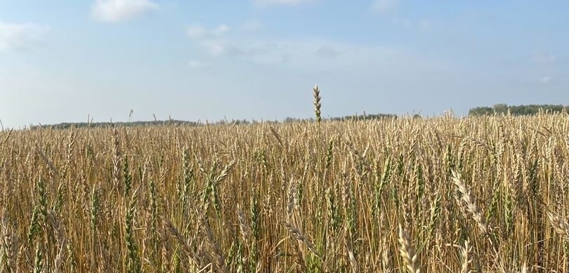 كەزەكتە – كوكتەمگى ەگىس