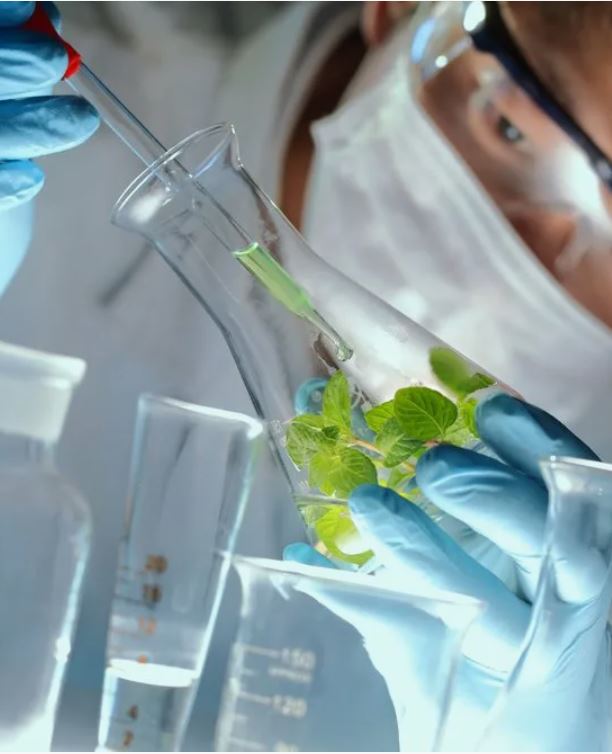 الەمدىك فيتوحيميا: ارقا جۋسانى