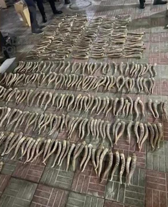 الماتىدا شەتەلدىكتەن 4,5 مىڭ اقبوكەن ءمۇيىزى تاركىلەندى