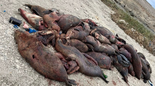 كاسپي جاعالاۋىنان 151 يتبالىقتىڭ ولەكسەسى تابىلدى