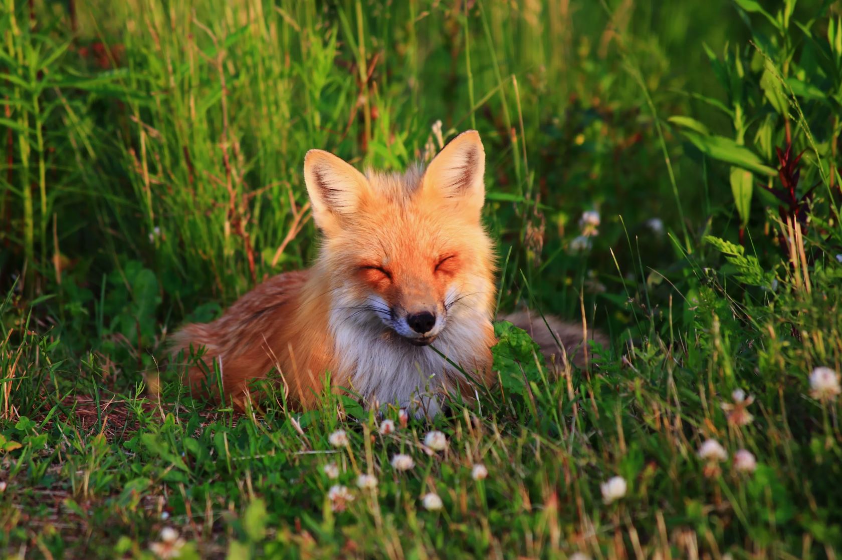 قارعا اۋناعان تۇلكىدەي...
