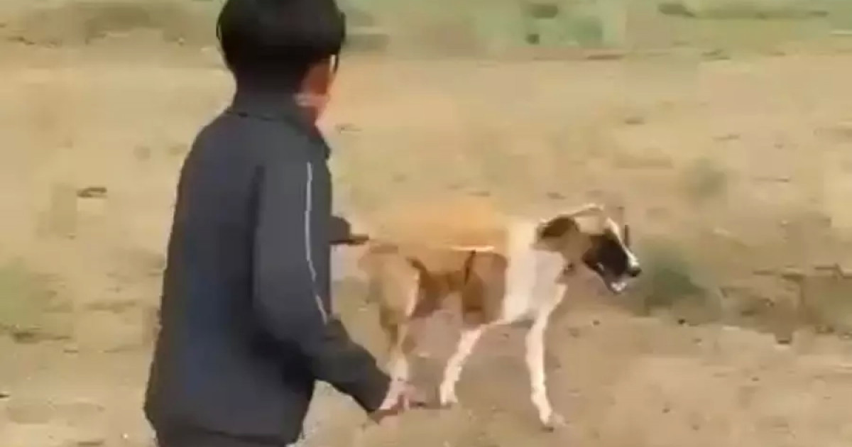 اقتوبەدە مەكتەپ وقۋشىسى ءيتتى اياۋسىز پىشاقتاعان