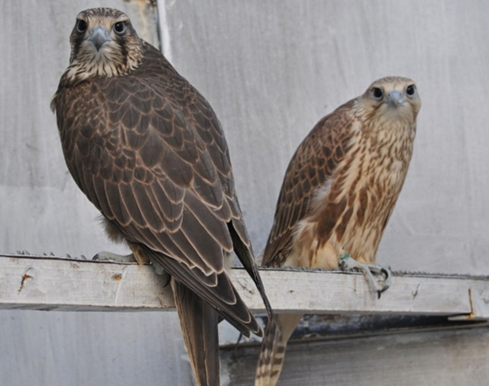 سۇڭقاردى سامعاتقان ورتالىق