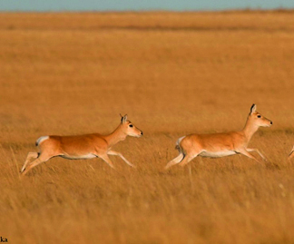 جيرەن اڭ قاشان كەلەدى