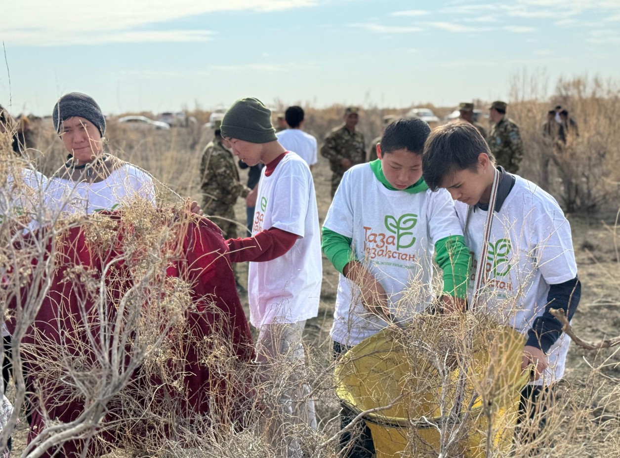 ەرىكتىلەر سەكسەۋىل تۇقىمىن جينادى