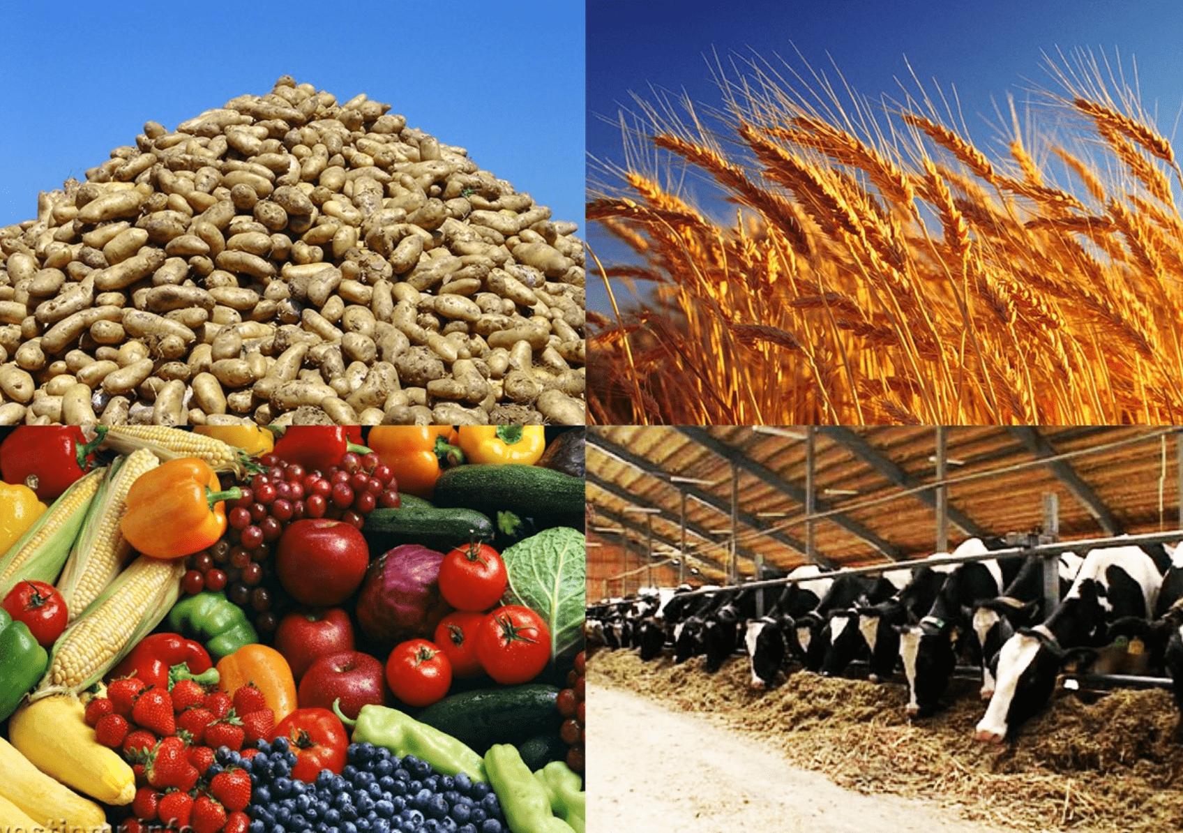 ەلىمىزدە اوك ونىمدەرى ەكسپورتىن ۇلعايتۋ جوسپارلانىپ وتىر