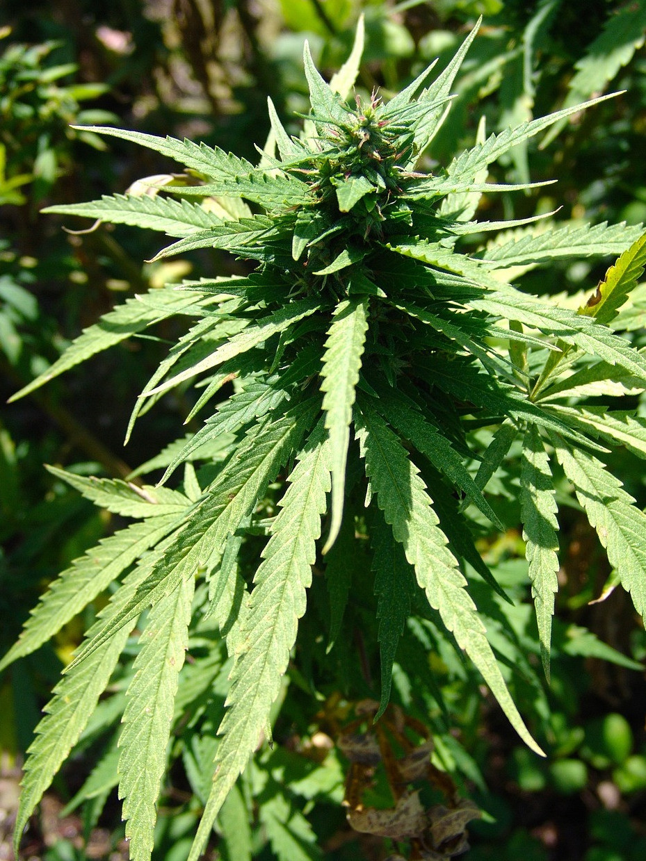 زاڭسىز اينالىمنان 21,5 توننا ەسىرتكى تاركىلەندى