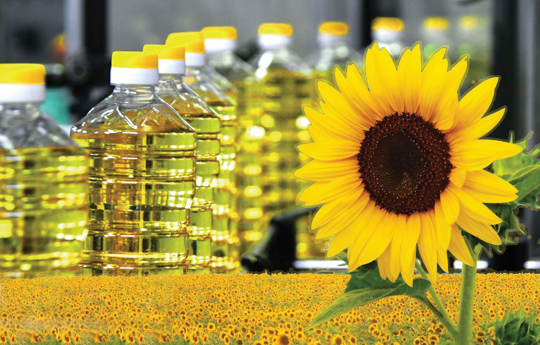 وسىمدىك مايىنا سۇرانىس جوعارى