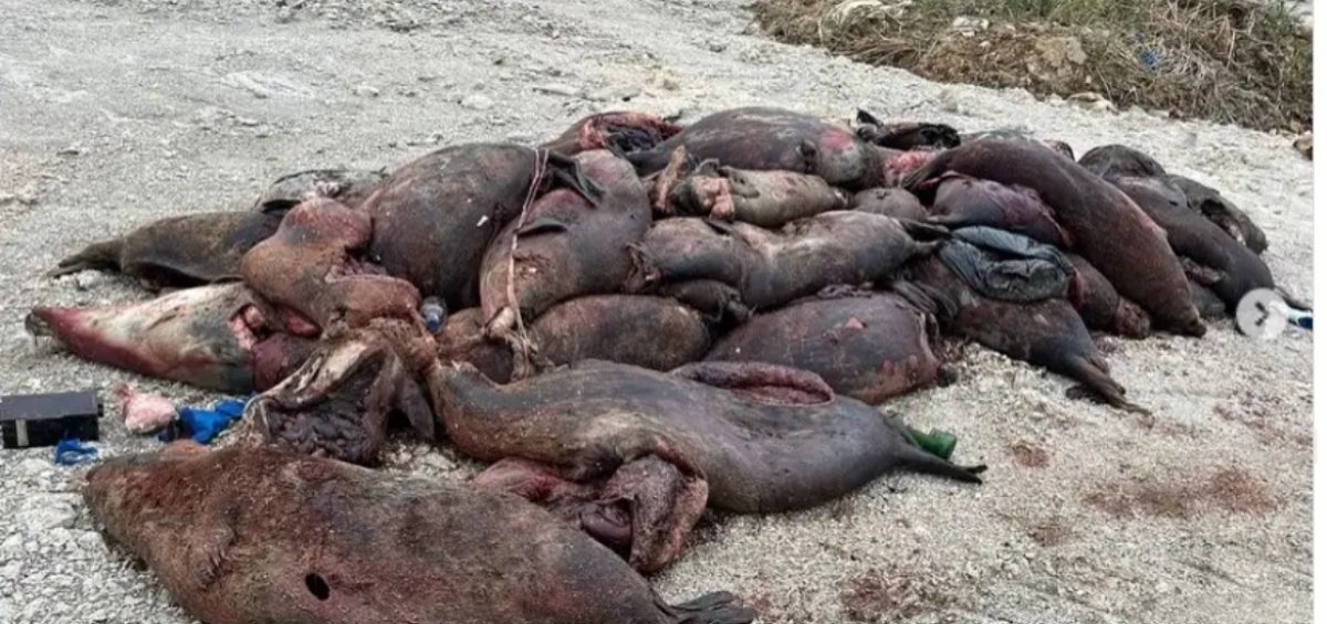 ماڭعىستاۋ وبلىسىندا قىرىلعان يتبالىقتار سانى 700-دەن اسىپ كەتتى