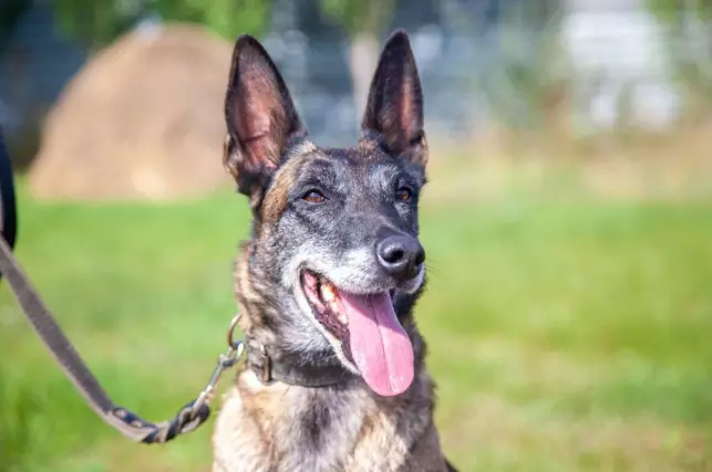 قىزمەتتىك يتتەردىڭ كومەگىمەن 3,5 مىڭنان استام قىلمىس اشىلعان