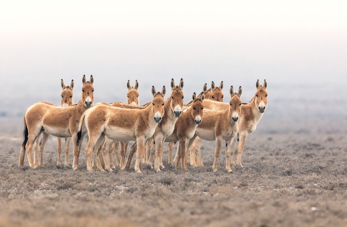 «التىن ەمەلدەگى»  ەرەكشە فەستيۆال