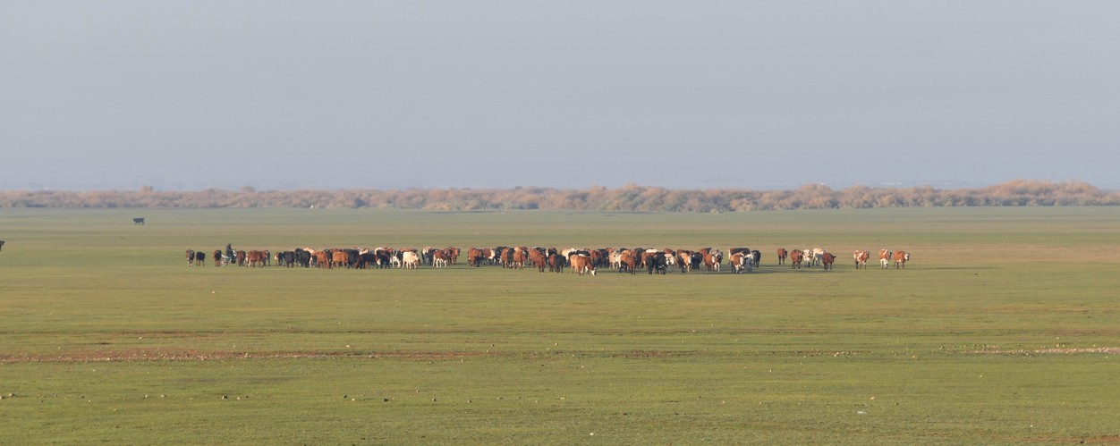 ماقساتسىز جۇمسالعان سۋبسيديا