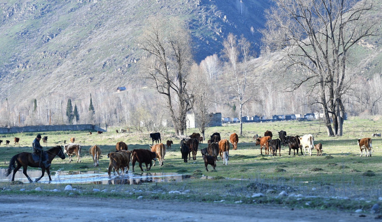مال ۇرلىعى مازانى الىپ تۇر
