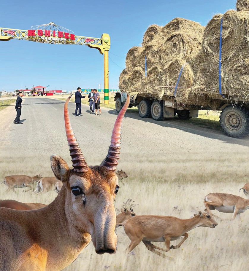 كيىككە جوق شەكارا...