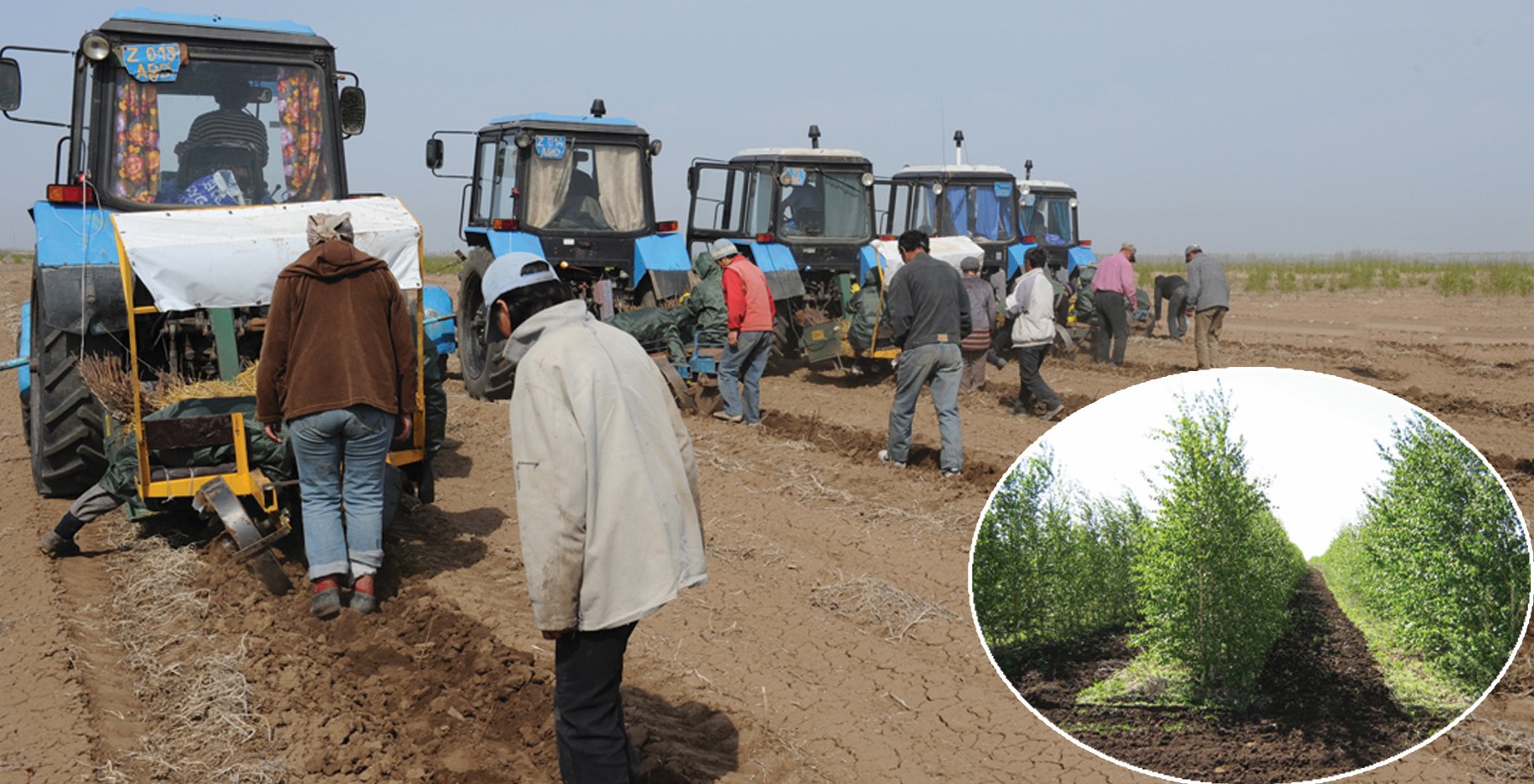 ورمان القاپتارى ۇلعايا ءتۇستى