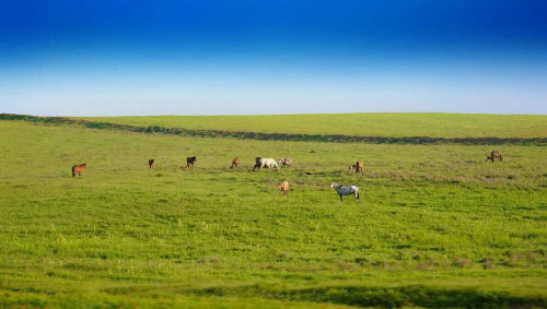 بيىل 2 ملن گەكتاردان استام جەر مەملەكەتكە قايتارىلدى