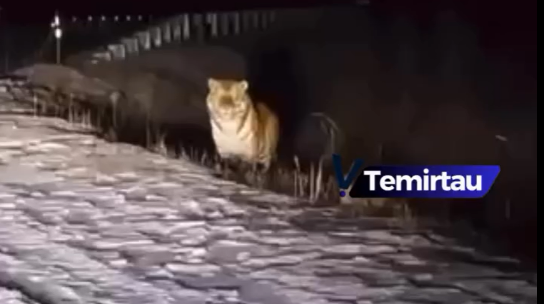 جول بويىندا جولبارىس ءجۇر: جالعان اقپارات تاراتقان ايەل ايىپپۇل ارقالادى