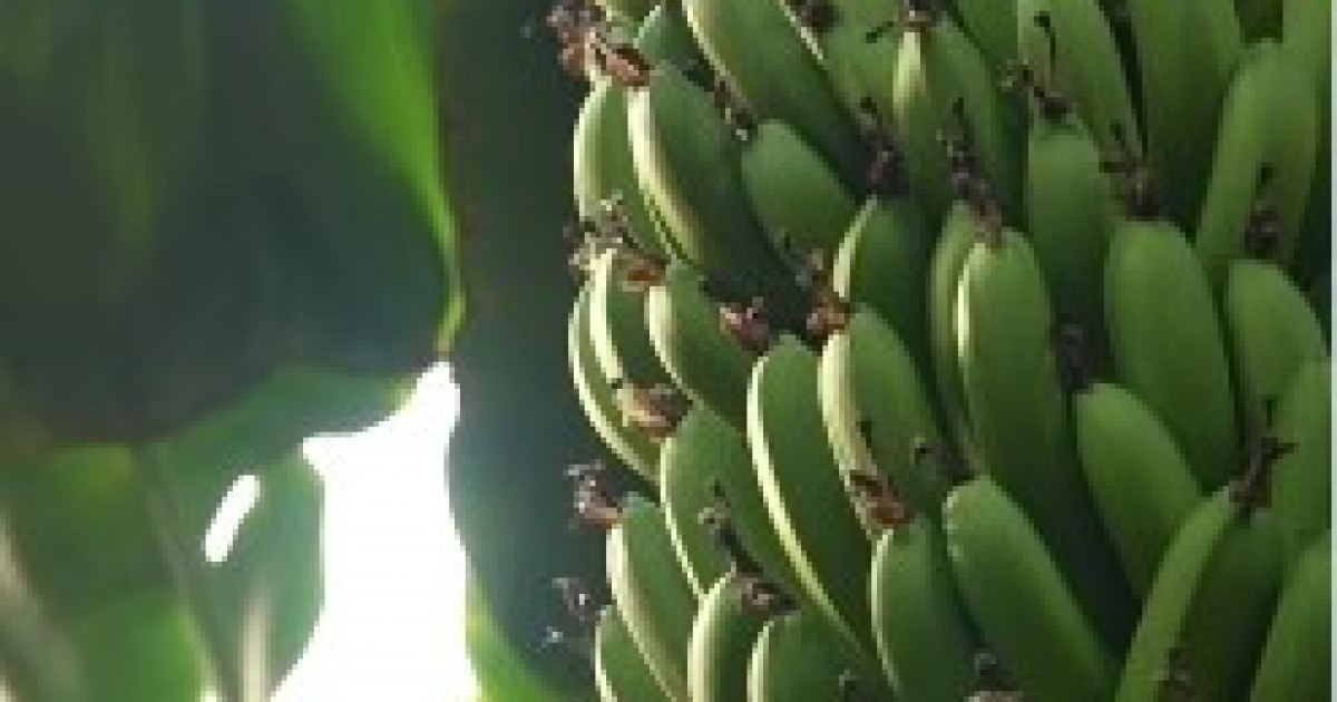 تۇركىستان وبلىسىنداعى جىلىجايدا بانان ءپىسىپ جاتىر