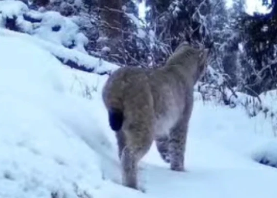 قار بارىسى مەن تۇركىستان سىلەۋسىنى فوتوتۇزاققا ءىلىندى