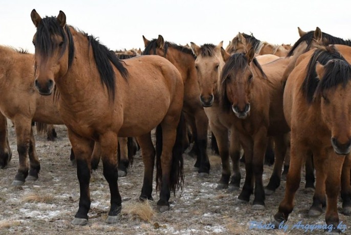 ت ۇلىكتى اسىلداندىرۋ زەرتتەلەدى