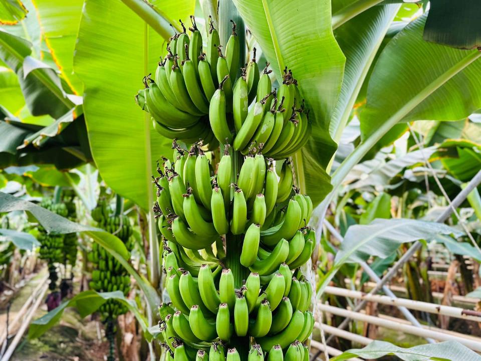 تۇركىستان وبلىسىندا جىلىنا 1000 توننا بانان وسىرىلەدى