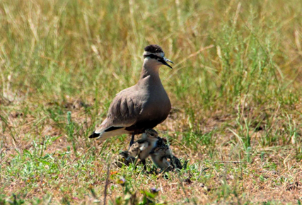 ەرتەگى قۇسى ەلدە ءجۇر...