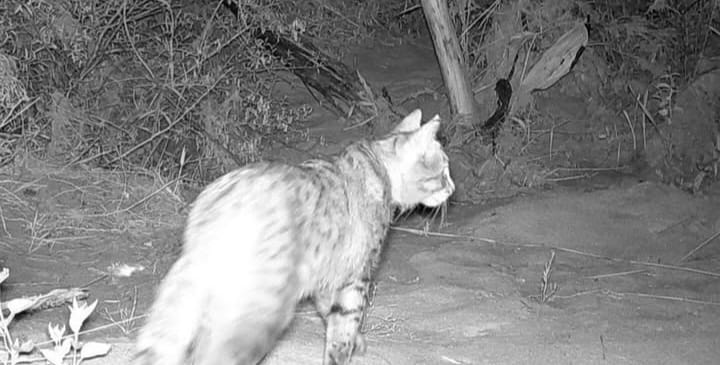 قوستاناي اۋماعىندا العاش رەت دالا مىسىعى بايقالدى