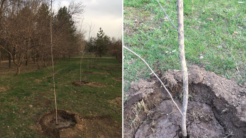 كوكتەي سولعان كوشەتتەر...