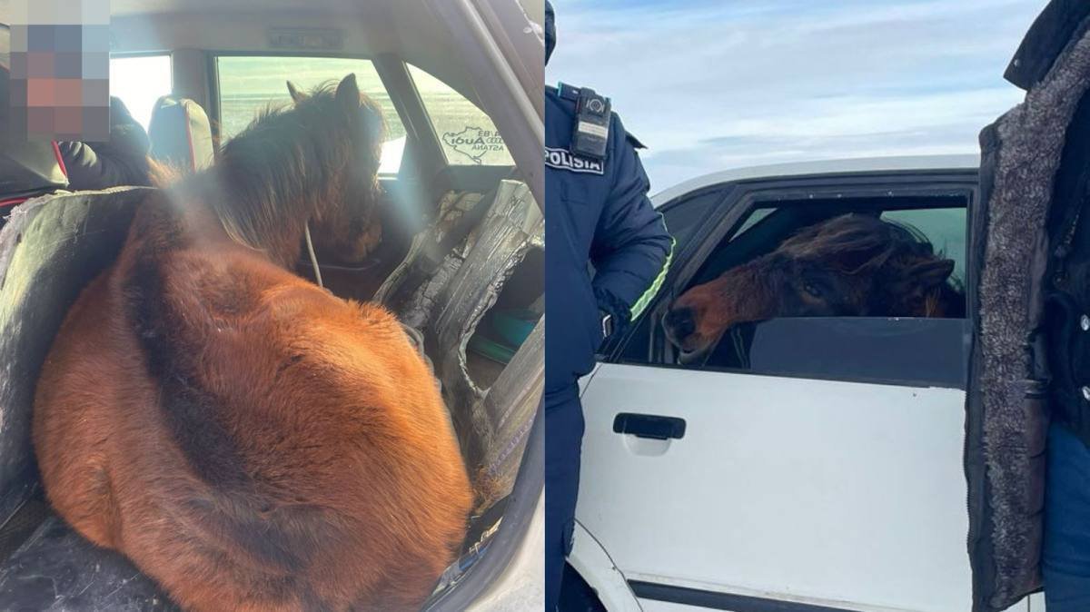 كولىككە جىلقى تيەپ العان قاراعاندى تۇرعىنى ۇستالدى