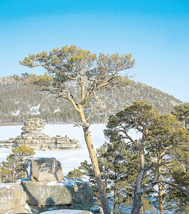 قىسقى بۋراباي نەسىمەن قىزىقتىرادى؟