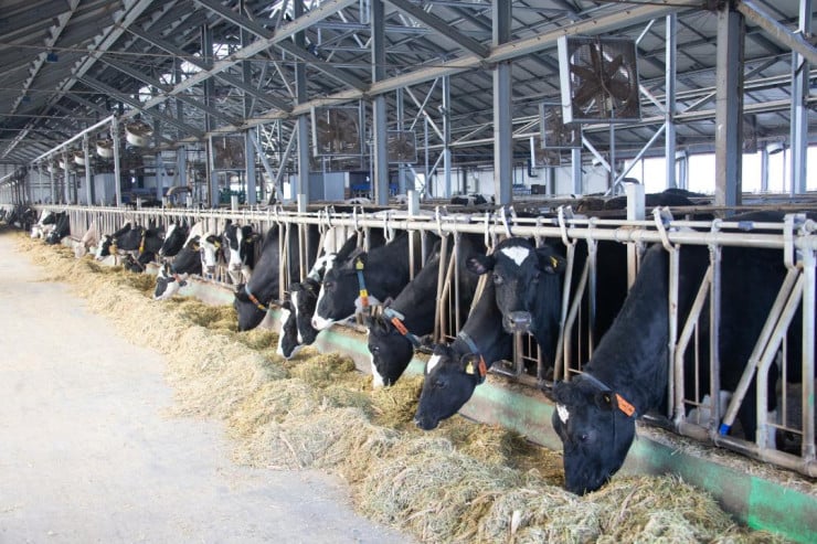 جەتىسۋدا مال باسى 2,5 ميلليونعا جەتكەن