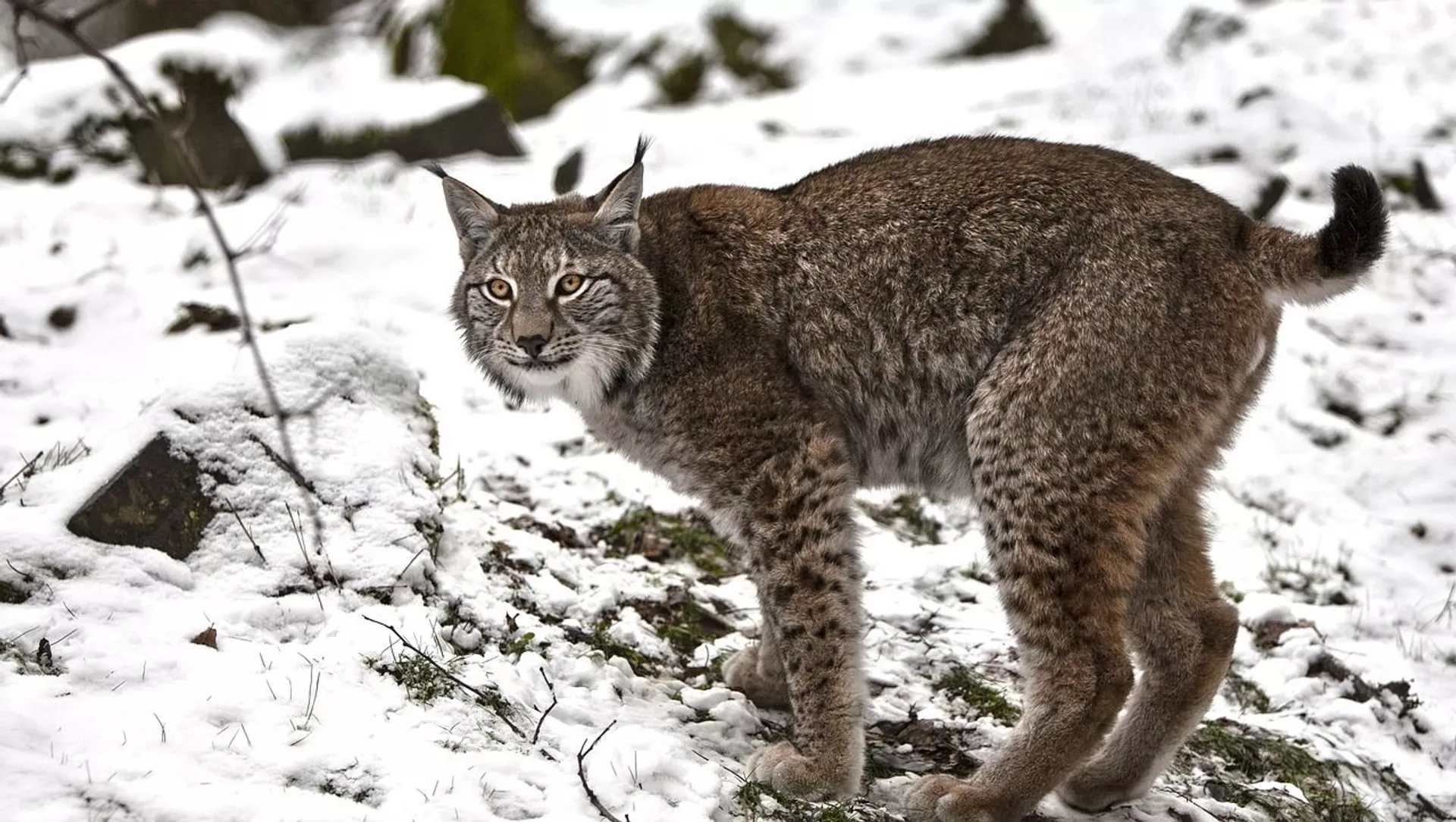 «بۋراباي» پاركىندە سىلەۋسىن فوتوتۇزاققا ءىلىندى