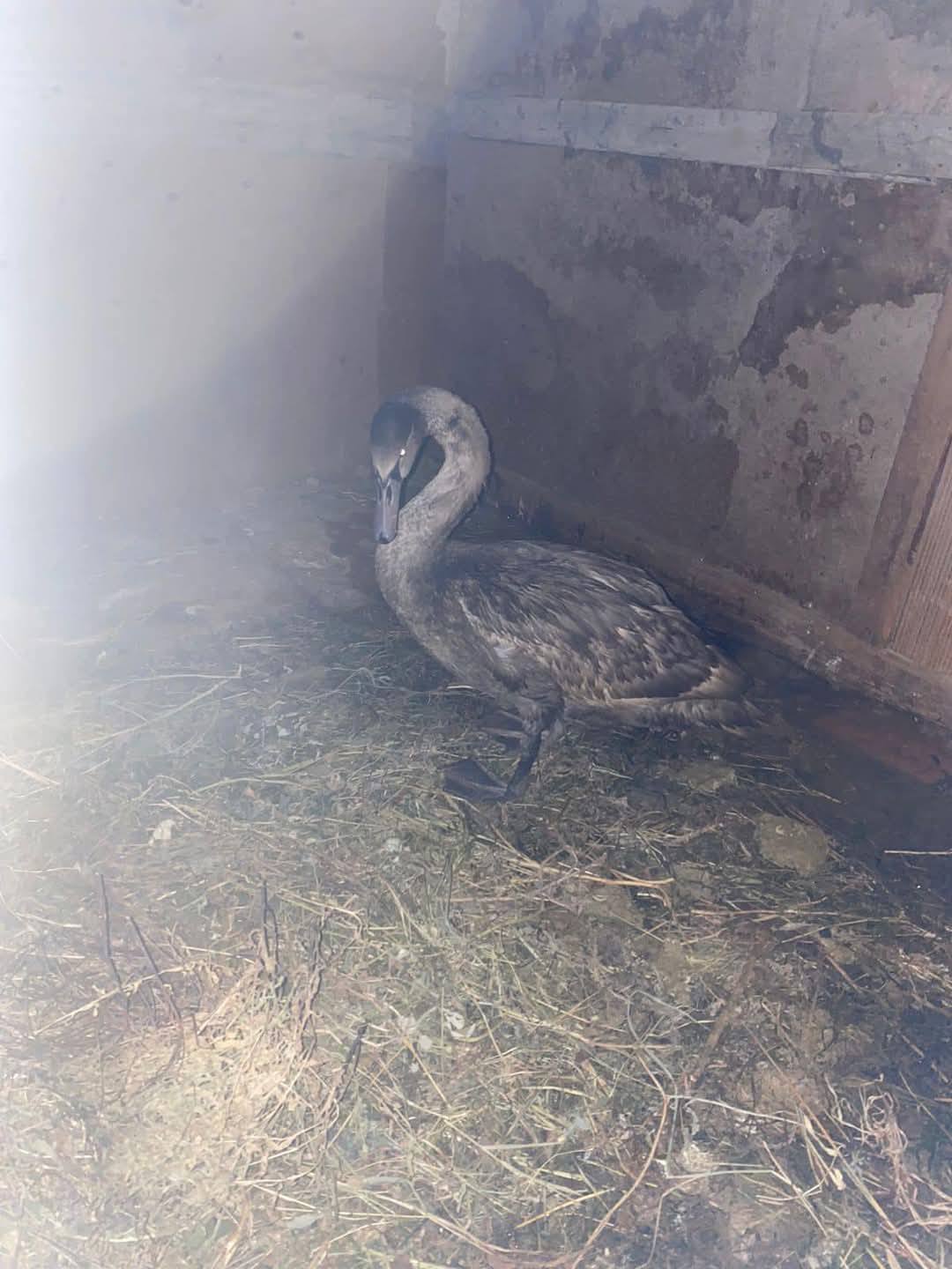 اققۋ تابيعي ورتاعا جىبەرىلدى