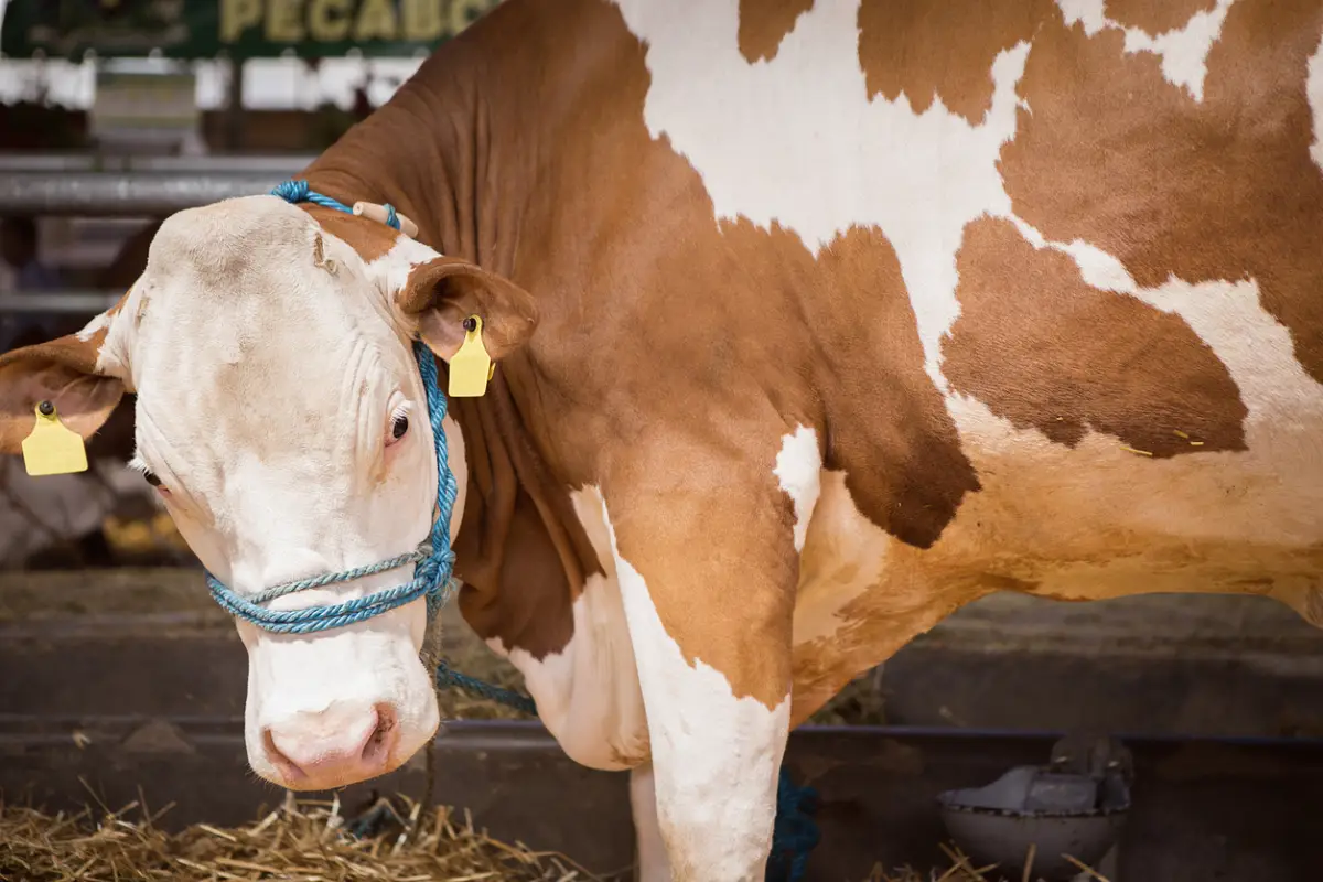 سقو-دا جۇمىسشىنى بۇقا ءسۇزىپ, مەرت قىلدى