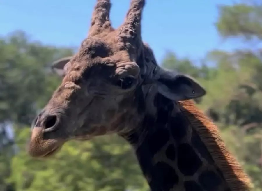 الماتى زووباعىندا بيلەت باعاسى وزگەردى