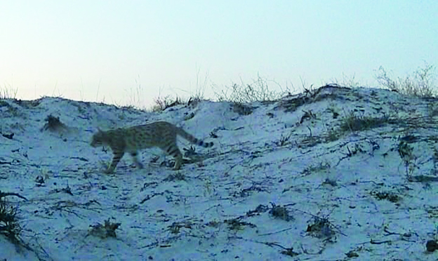جىلىنۋدىڭ جانۋارلارعا اسەرى
