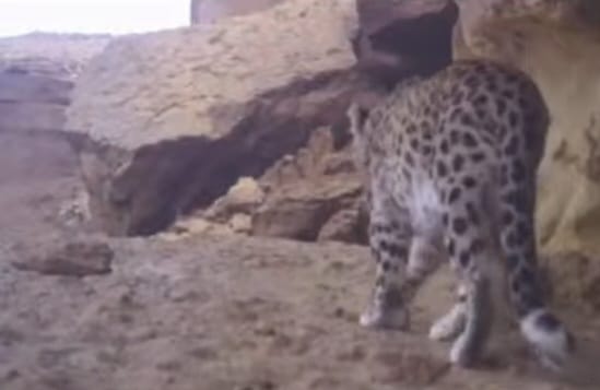 ۇستىرتتە سيرەك كەزدەسەتىن بارىس مەكەندەيدى