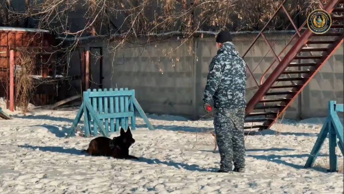 قىزمەتتىك يتتەردىڭ كومەگىمەن مىڭنان استام ۇرلىق اشىلدى