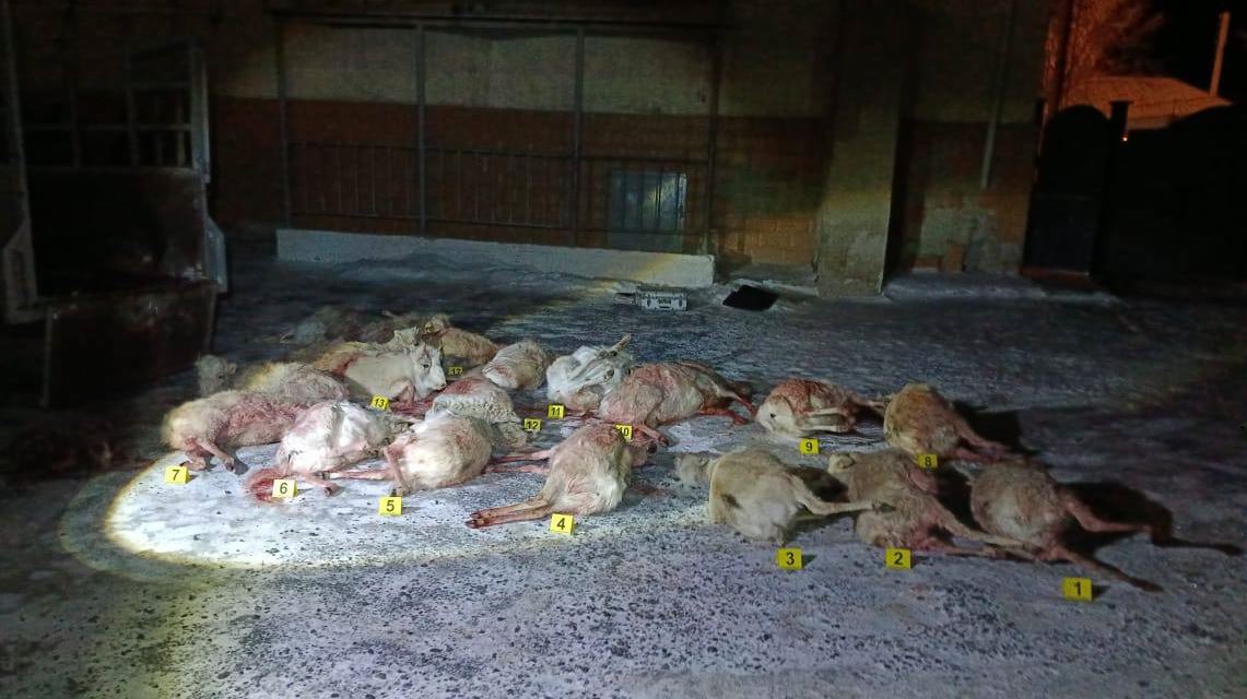 قىزىلوردا وبلىسىندا براكونەرلەر ۇستالدى