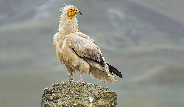 جۇرتشى جىل قۇسى بولىپ تاڭدالدى