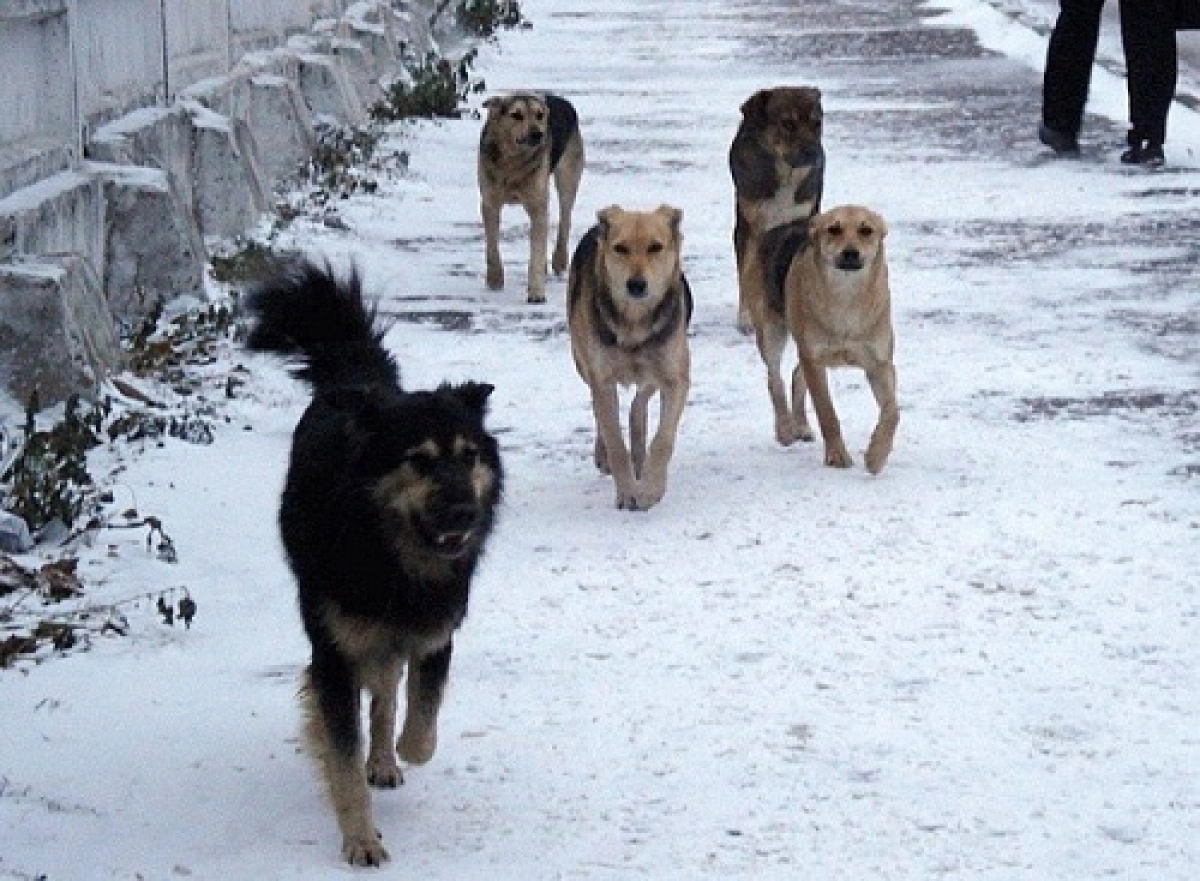 وسكەمەندە قاڭعىباس يتتەر بالانى قاۋىپ الدى