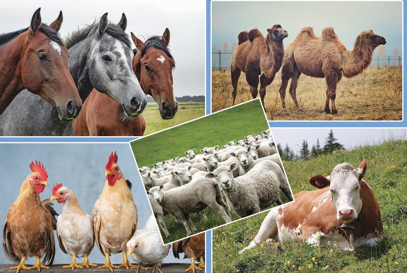 تۇركىستاندا مال شارۋاشىلىعىنا بولىنگەن اقشا ۇرلانعان