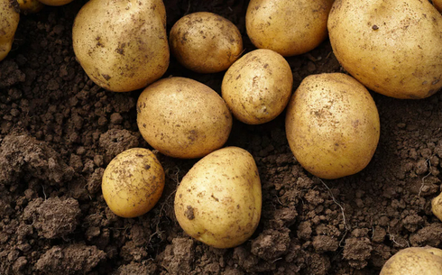 كارتوپتى ءۇشىنشى ەلدەرگە اكەتۋ 6 ايعا شەكتەلدى - اشم