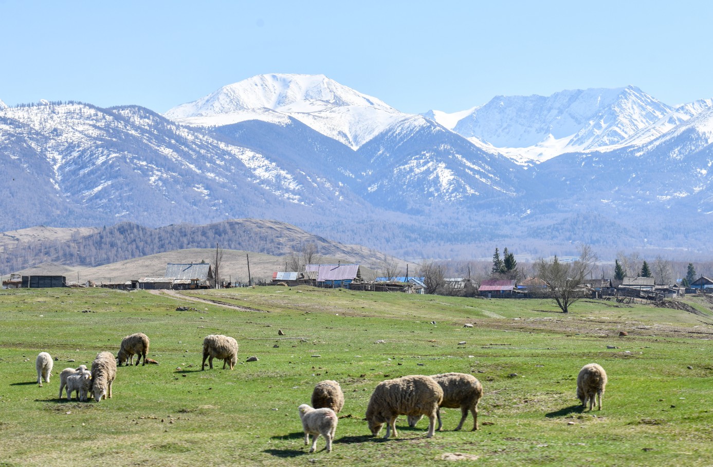 قوي مەن قاسقىر