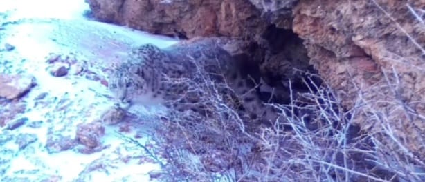 سايرام-وگەم پاركىندە قار بارىسى فوتوتۇزاققا تۇسكەن