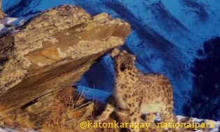 كاتونقاراعاي ۇلتتىق پاركىندە قار بارىسى فوتوتۇزاققا ءىلىندى