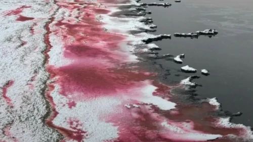 كاسپي سۋى نەگە قىزىل تۇسكە بويالدى