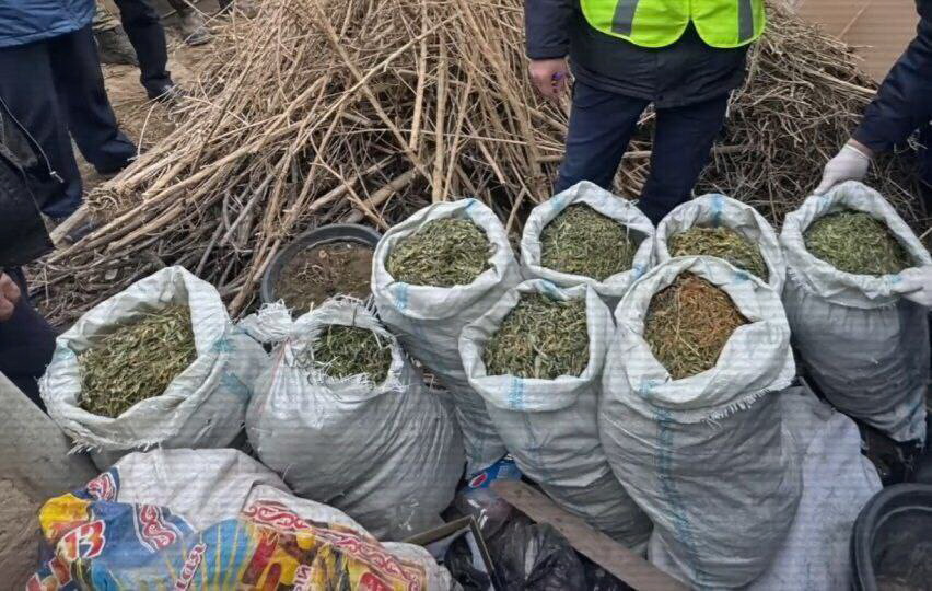 400 كيلوعا جۋىق ەسىرتكى تاركىلەندى