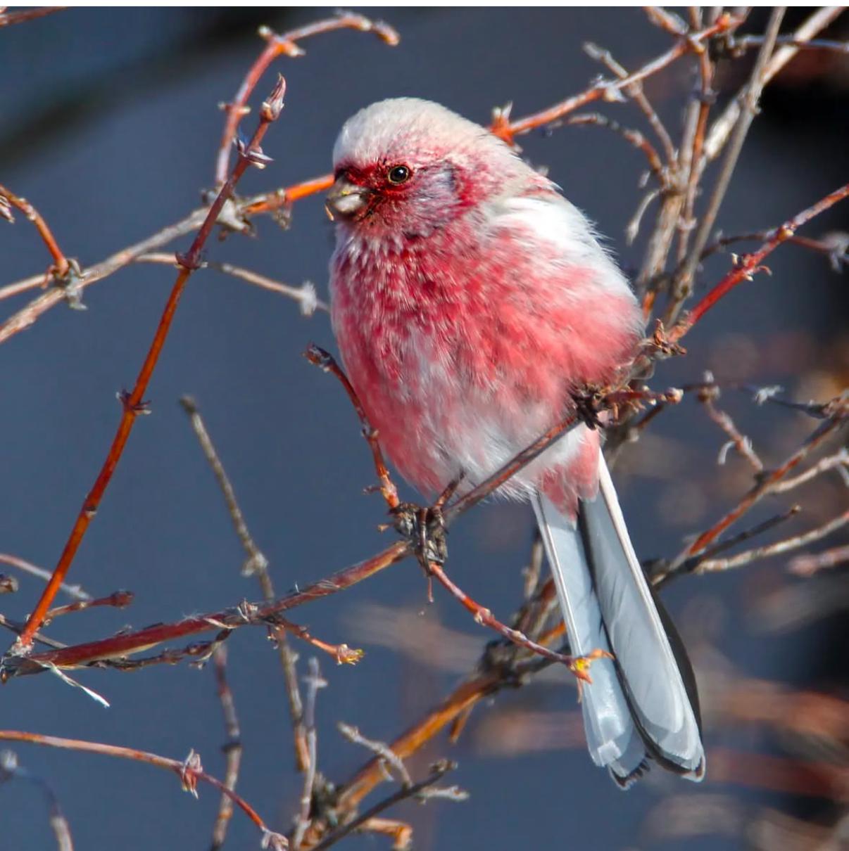 قاناتتىلار قورعانى