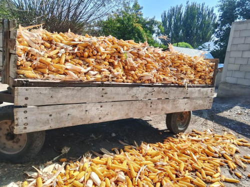 الماتى وبلىسى 270 مىڭ توننا جۇگەرى جينادى